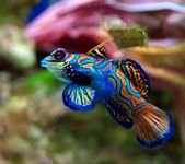 pic for colorful fish 